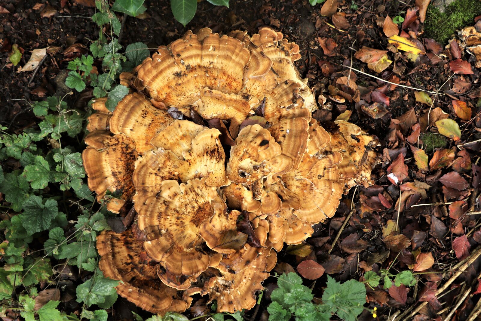 Canon EOS 7D Mark II sample photo. Mushrooms, fungus, nature photography
