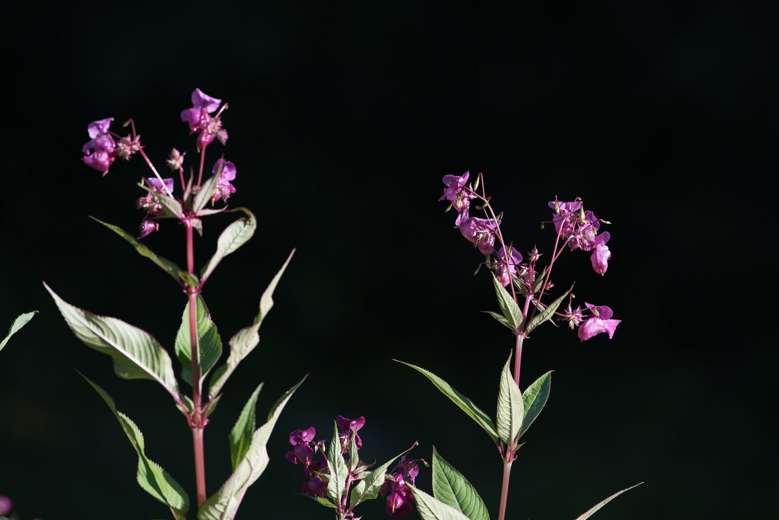Nikon D750 sample photo. Balsam, balsaminengewaechs, himalayan balsam photography
