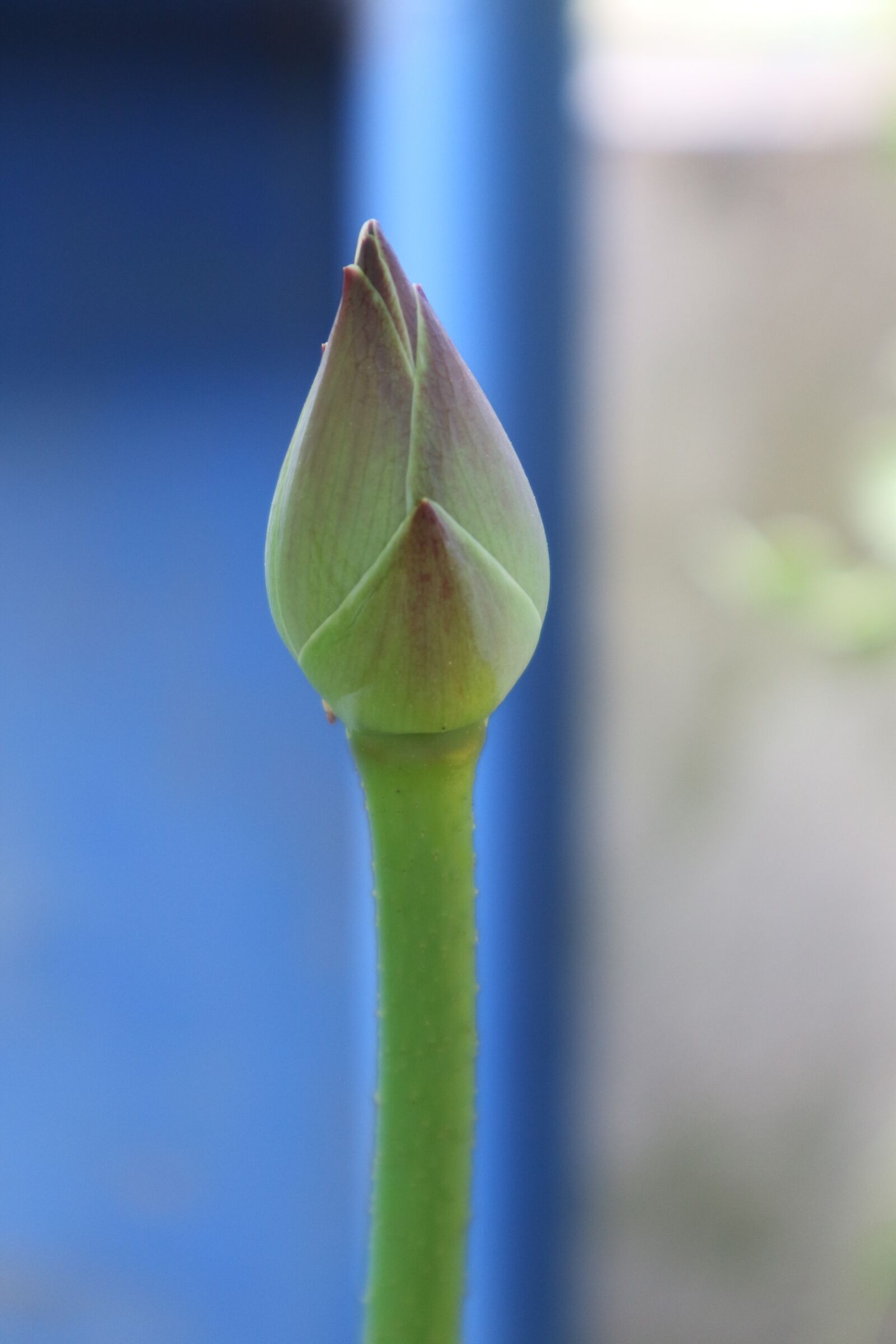 Canon EOS M10 sample photo. Lotus, green photography