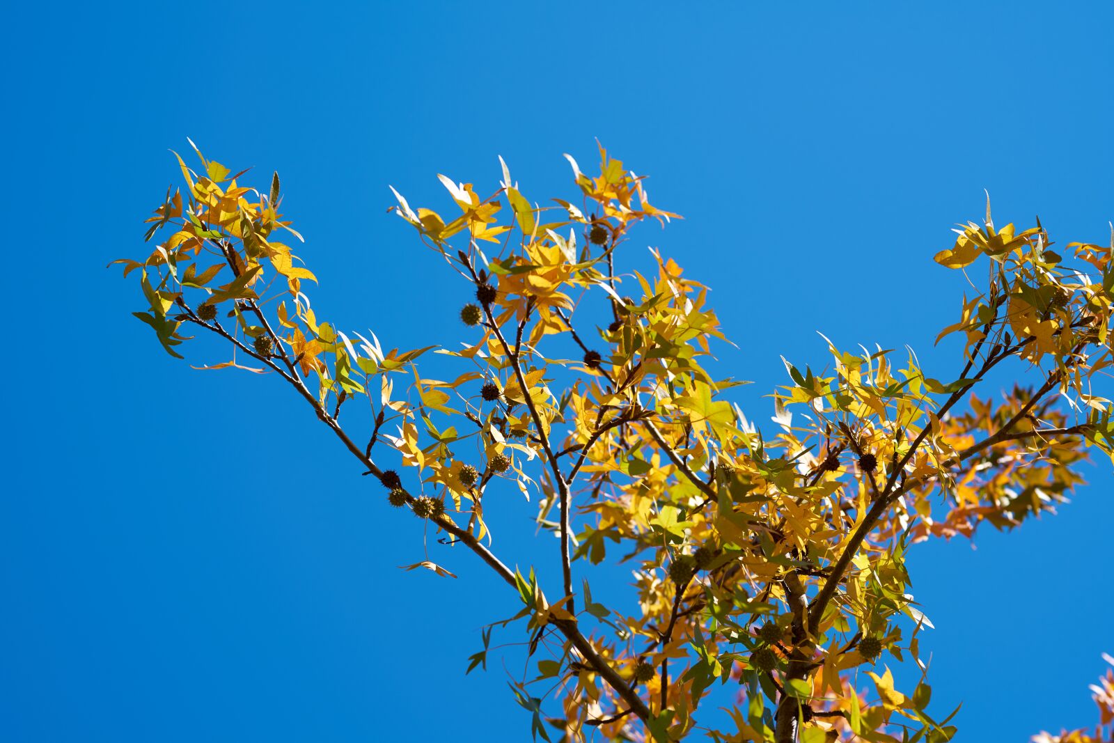 Sigma 85mm F1.4 DG HSM Art sample photo. Autumn, leaves, nature photography