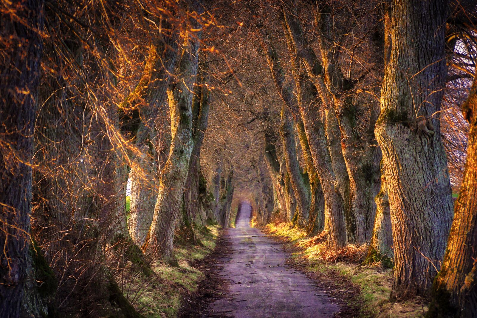 Panasonic Lumix DMC-GX7 sample photo. Nature, trees, landscape photography