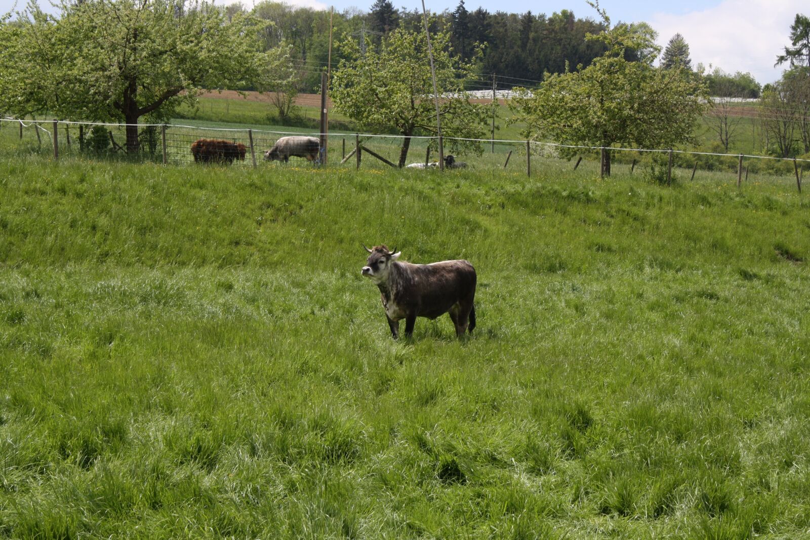 Canon EOS 1000D (EOS Digital Rebel XS / EOS Kiss F) sample photo. Beef, cow, lonely photography