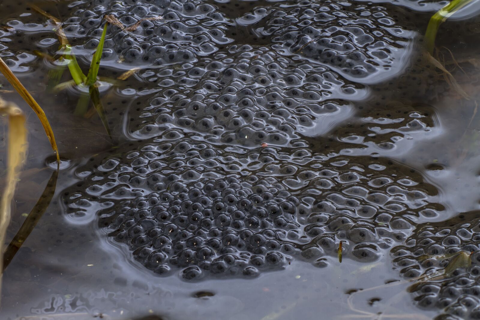 Canon EOS 7D sample photo. Spawn, nature, waters photography