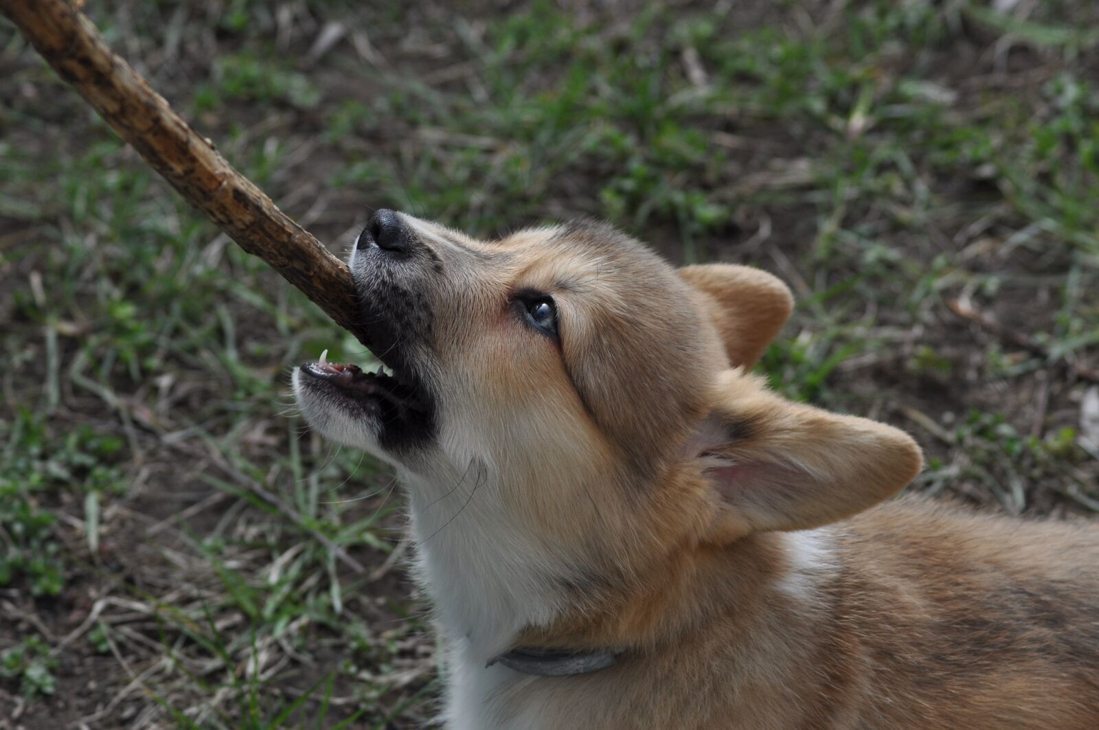 Nikon D90 sample photo. Animal, nature, mammal photography