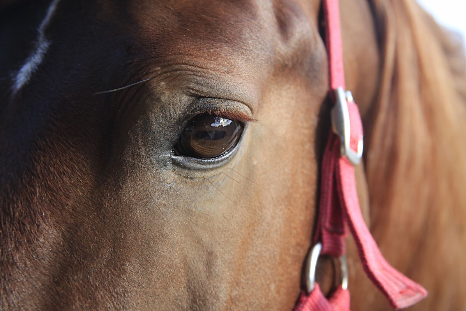 Canon EOS 5D Mark III sample photo. Horse, head, close up photography