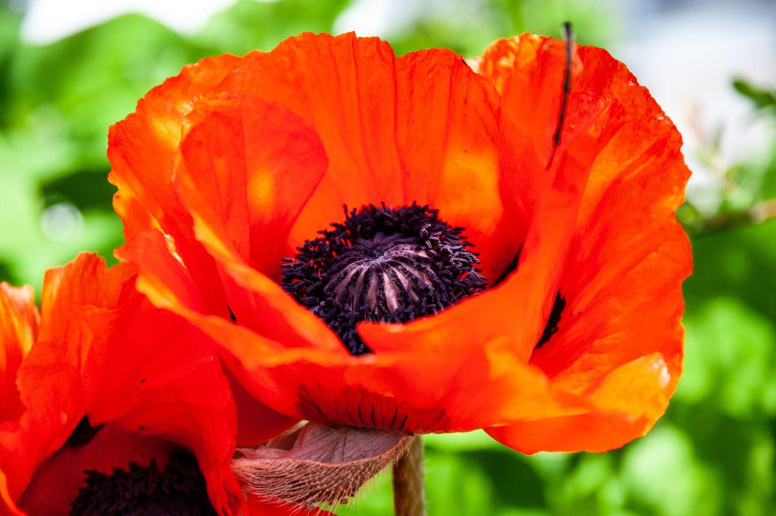 Nikon D300S sample photo. Poppy, flower, summer photography