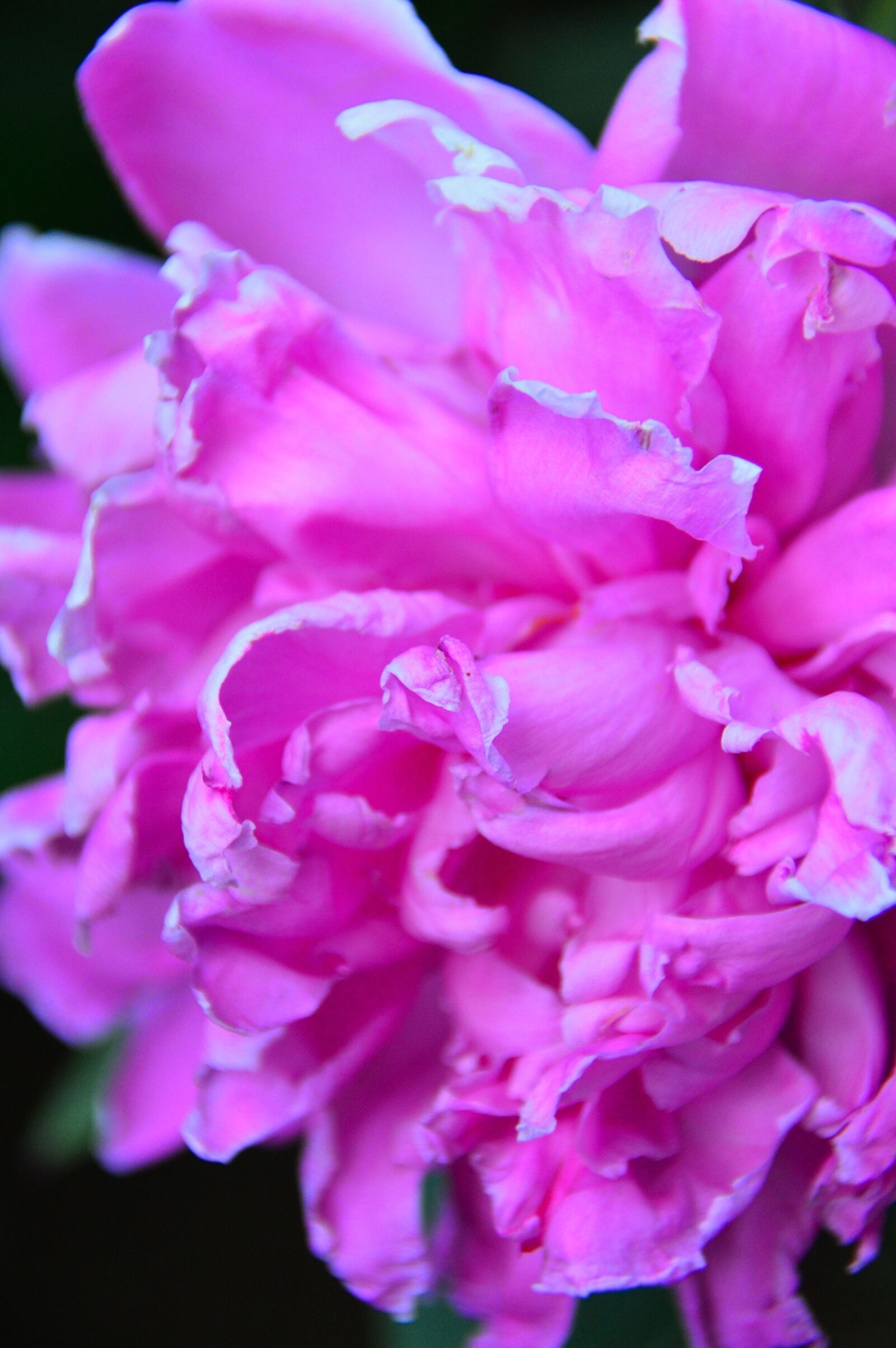 Nikon D3200 sample photo. Pink, rose, peony photography