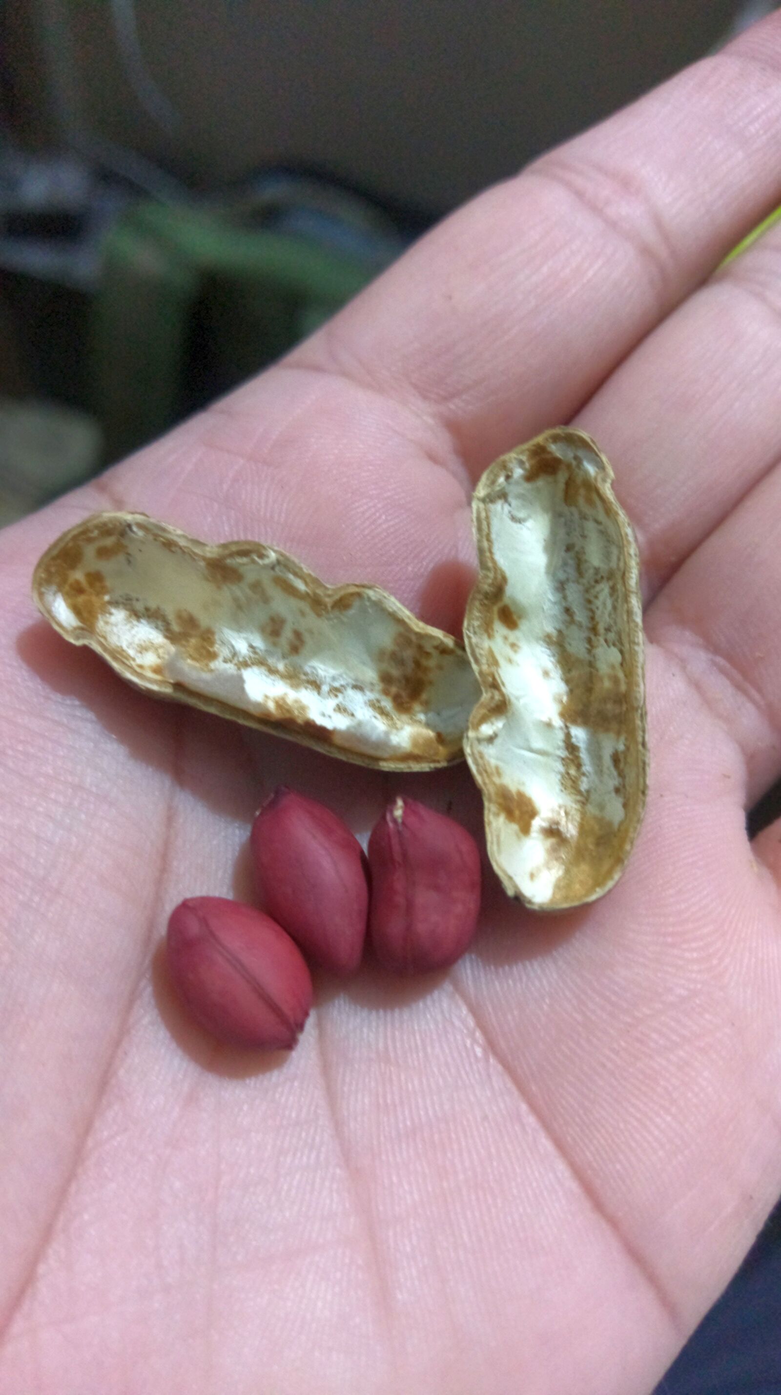 HTC 10 sample photo. Peanuts, hands, food photography