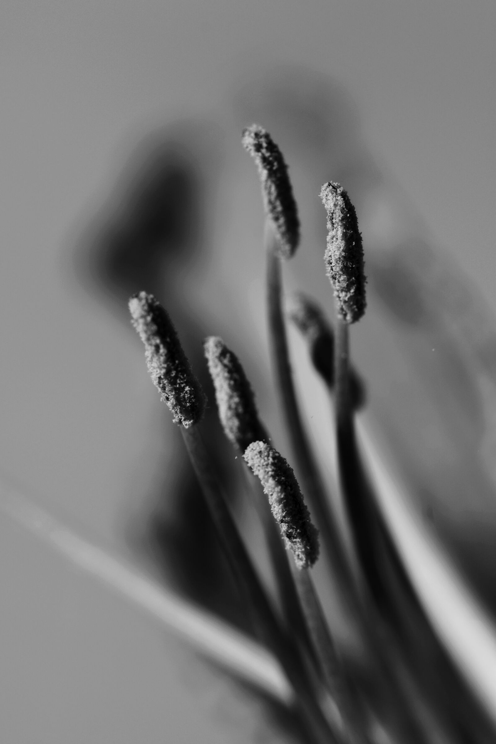 Nikon D5200 sample photo. Flower, flowers, stamen photography