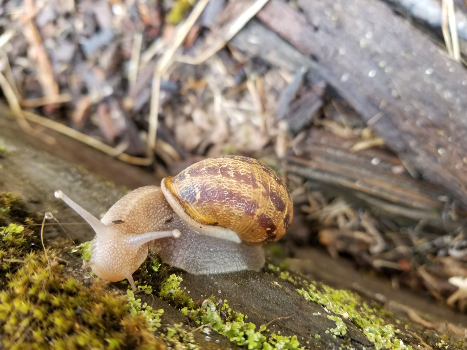 Samsung Galaxy S8 sample photo. Snail, nature, garden photography
