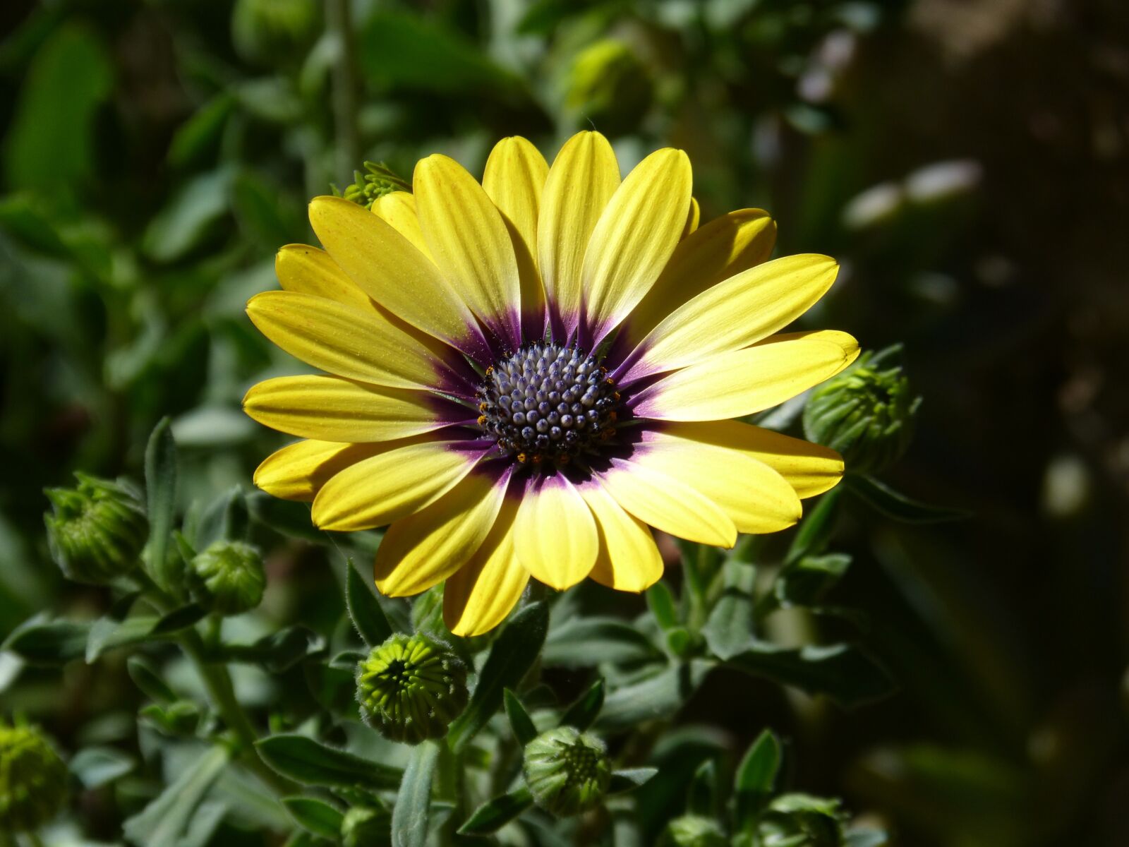 Panasonic DMC-FZ62 sample photo. Yellow flower, flower, petals photography