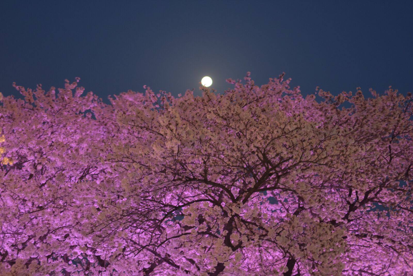Nikon D7200 sample photo. Cherryblossom, south korea, daegu photography