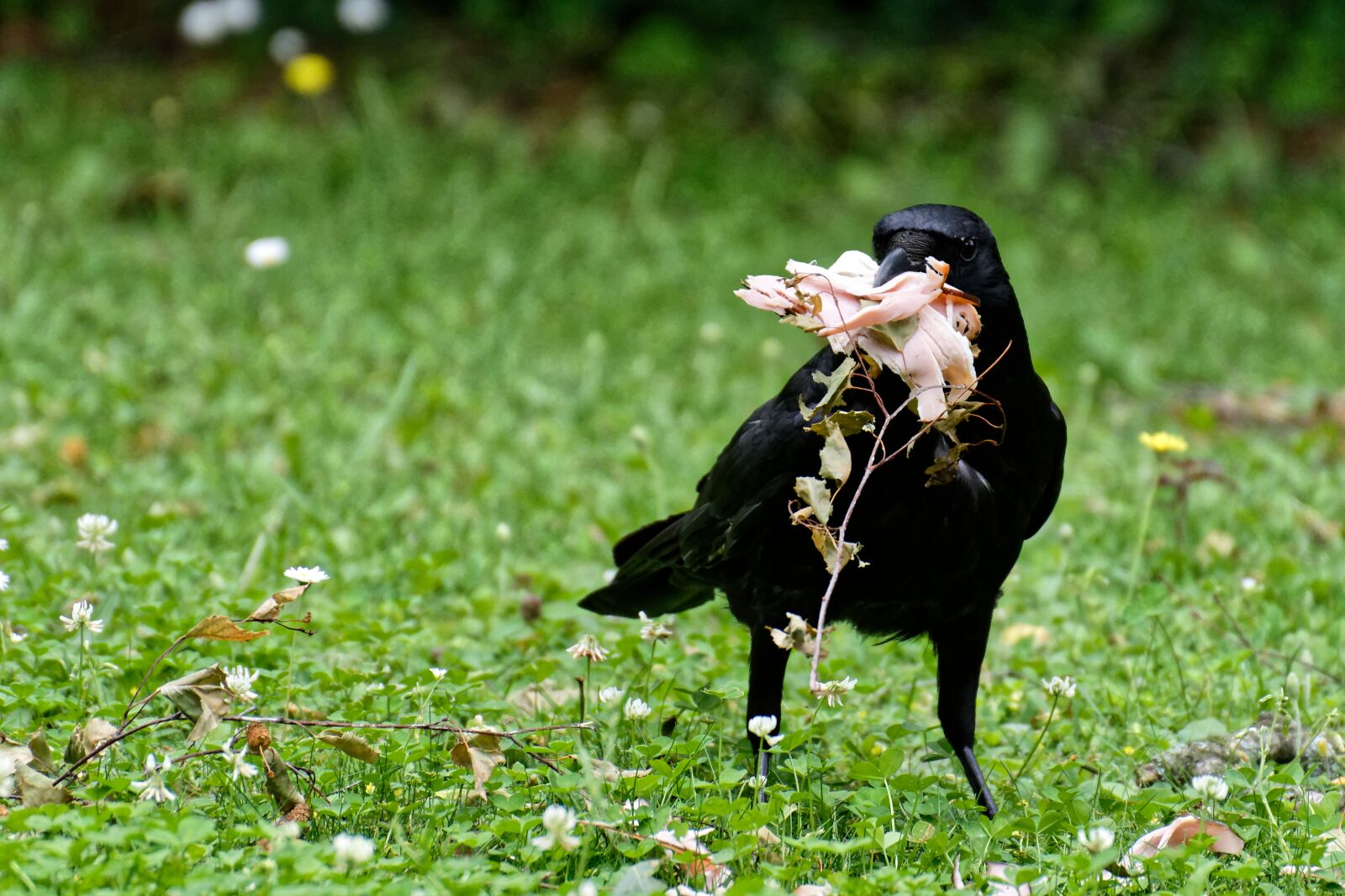 Nikon D7200 sample photo. Raven, crow, raven bird photography