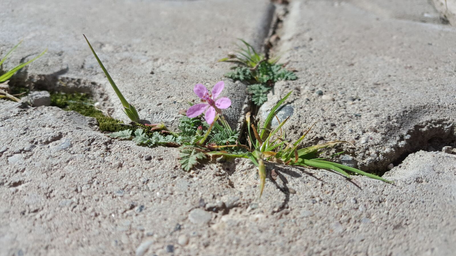 Samsung Galaxy Note5 sample photo. Flower, hardwood handle, purple photography