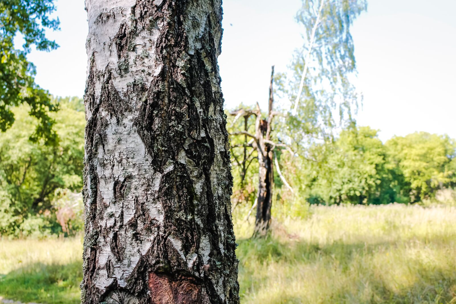 Canon EOS 100D (EOS Rebel SL1 / EOS Kiss X7) sample photo. Birch, grove, forest photography