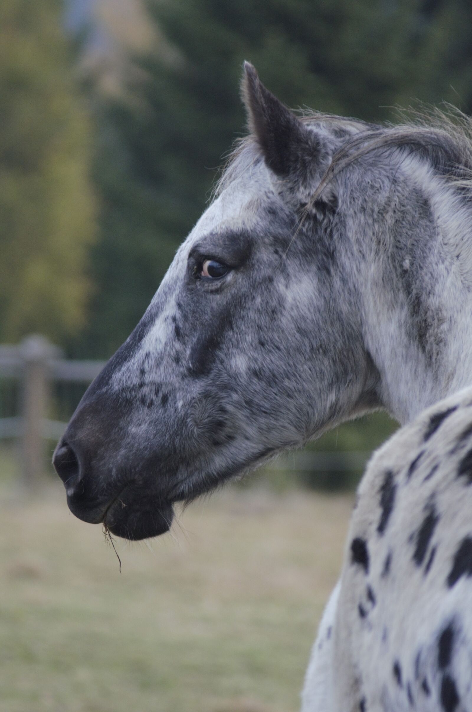 Nikon D7000 sample photo. Horse, outdoors, nature photography