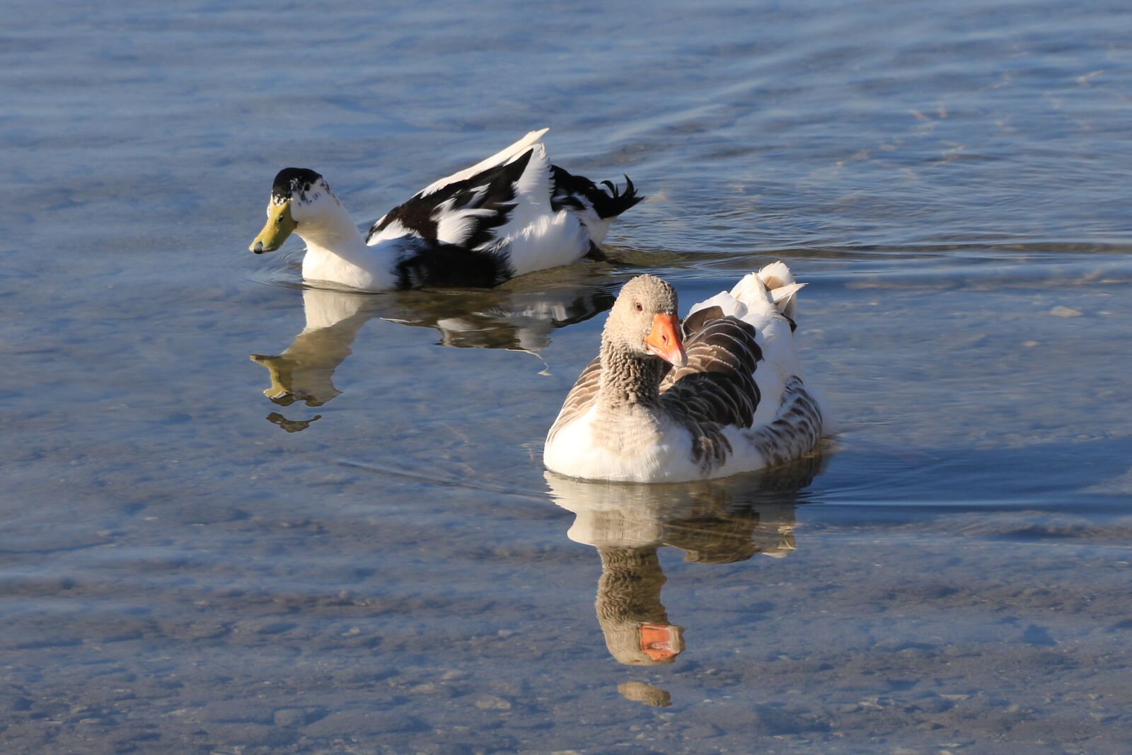 Canon EF-S 18-135mm F3.5-5.6 IS sample photo. Duck, marine, bird photography