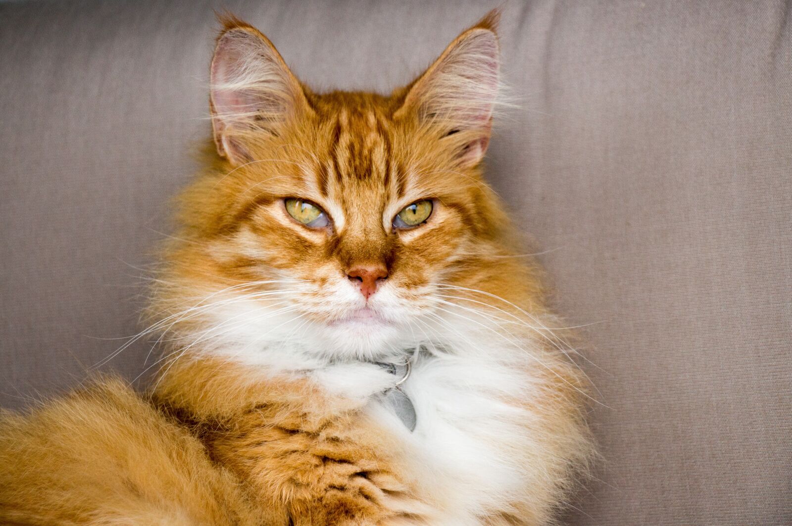 Canon EOS 700D (EOS Rebel T5i / EOS Kiss X7i) sample photo. Cat, red, pet photography