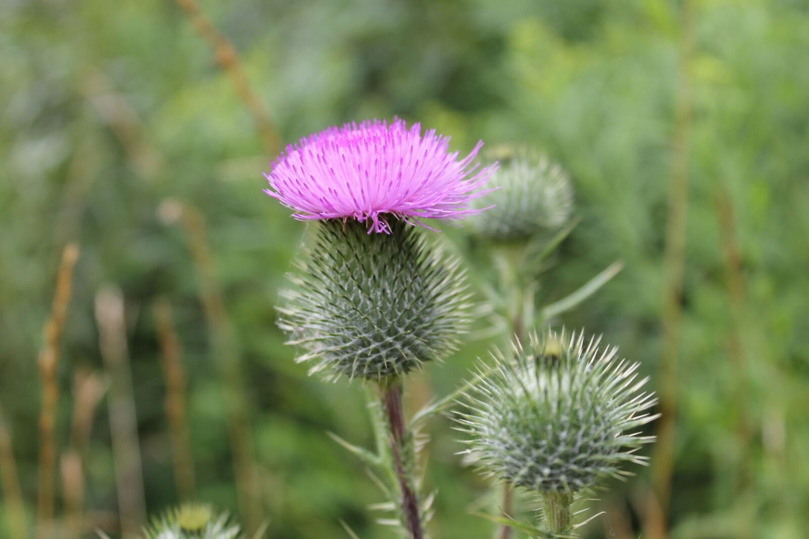 Canon EOS 1100D (EOS Rebel T3 / EOS Kiss X50) sample photo. Thistle, flower, garde photography