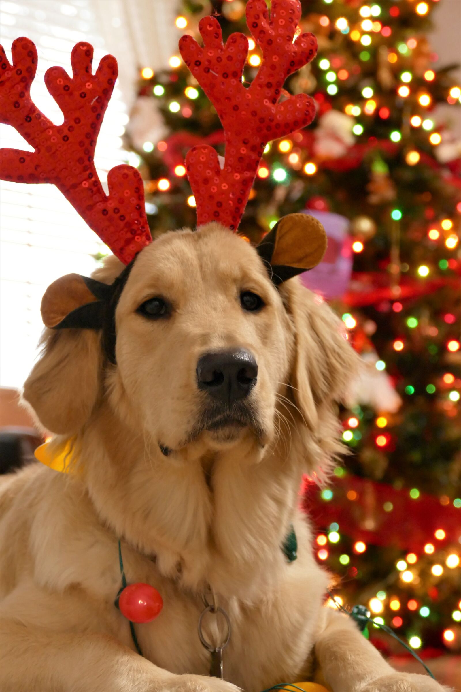 Panasonic Lumix DMC-FZ1000 sample photo. Christmas, dog christmas, dog photography