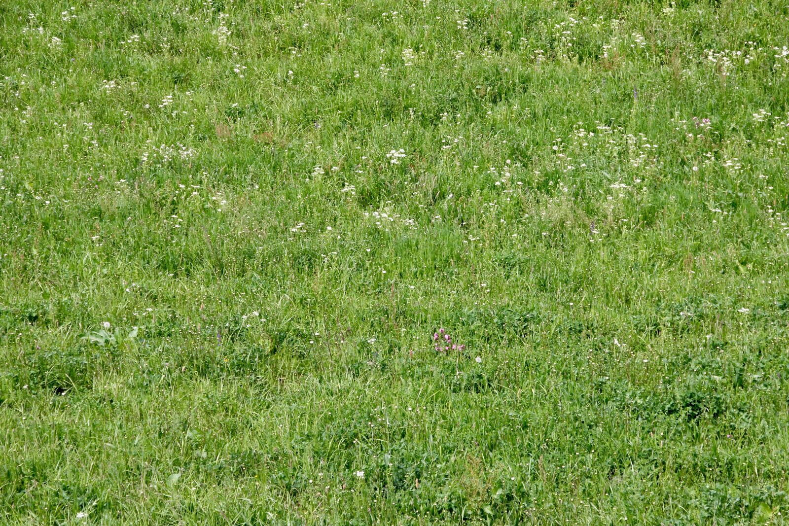 Canon EOS 60D sample photo. Meadow, green, rush photography