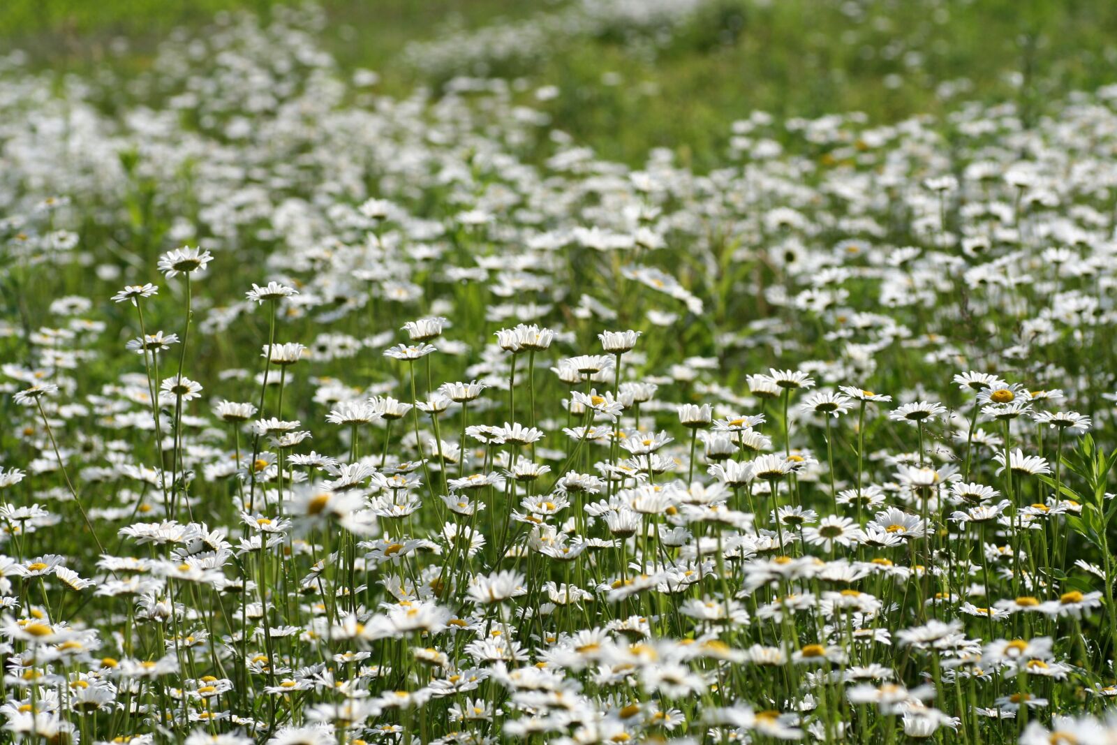 Canon EOS 350D (EOS Digital Rebel XT / EOS Kiss Digital N) sample photo. Field, daisies, flowers photography