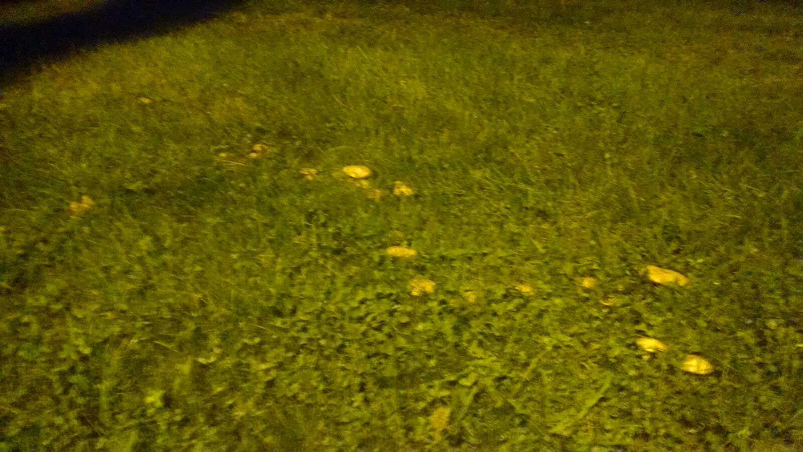 Motorola Moto X (1st Gen) sample photo. Grass, lighting, mushrooms, night photography