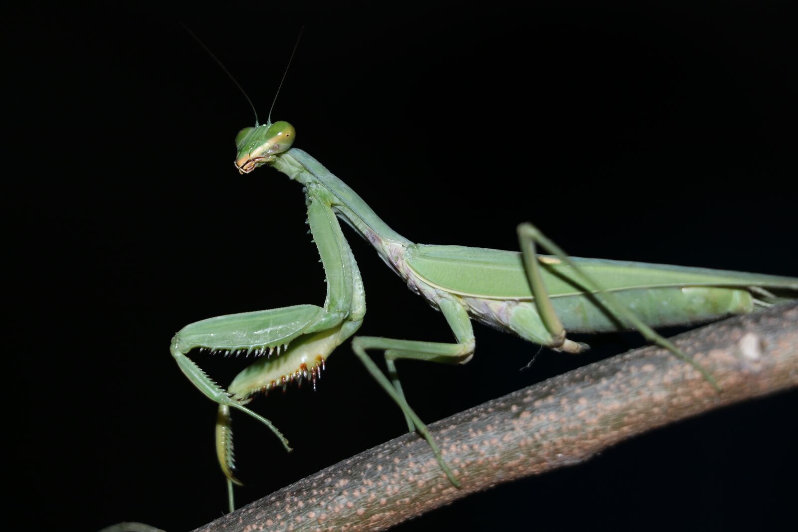 Canon EOS 80D sample photo. The praying mantis, photo photography
