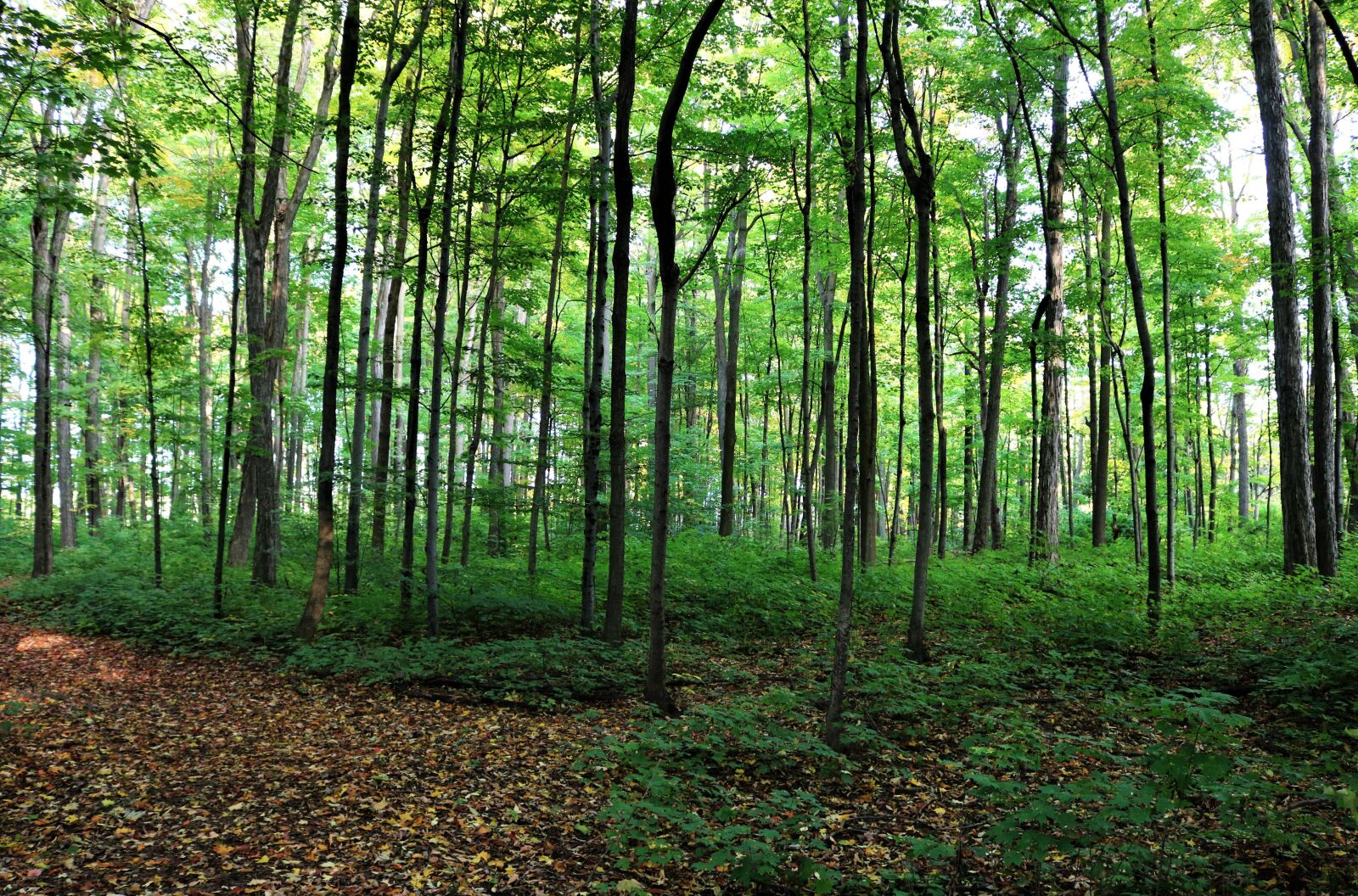 Canon EOS 750D (EOS Rebel T6i / EOS Kiss X8i) sample photo. Forest, trees, nature photography