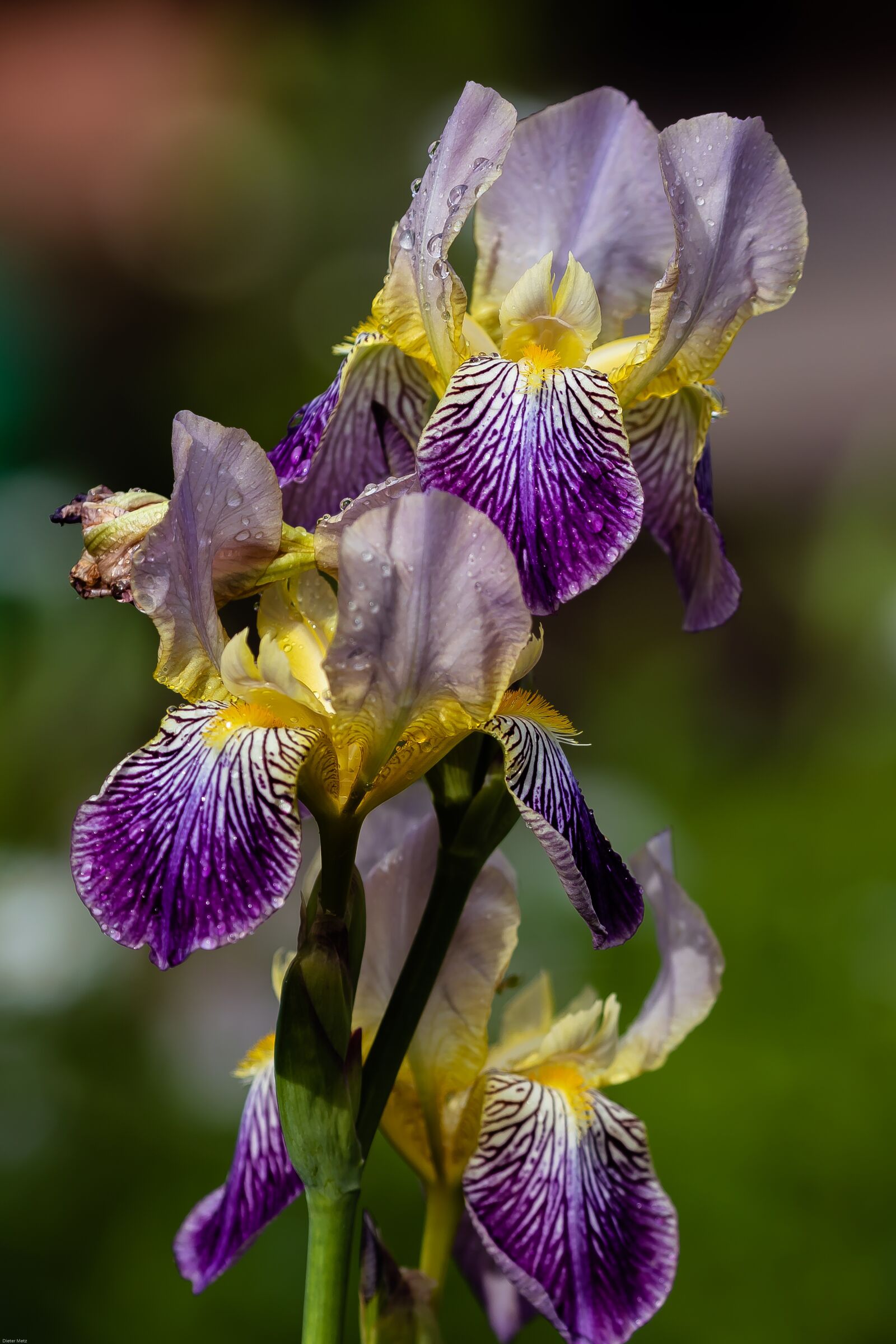 Canon EOS 7D Mark II sample photo. Iris, blue blossom, blue photography