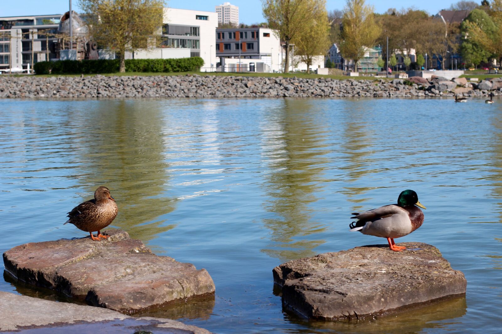Canon EOS 600D (Rebel EOS T3i / EOS Kiss X5) + Canon EF 50mm F1.4 USM sample photo. Duck, pair, mallards photography