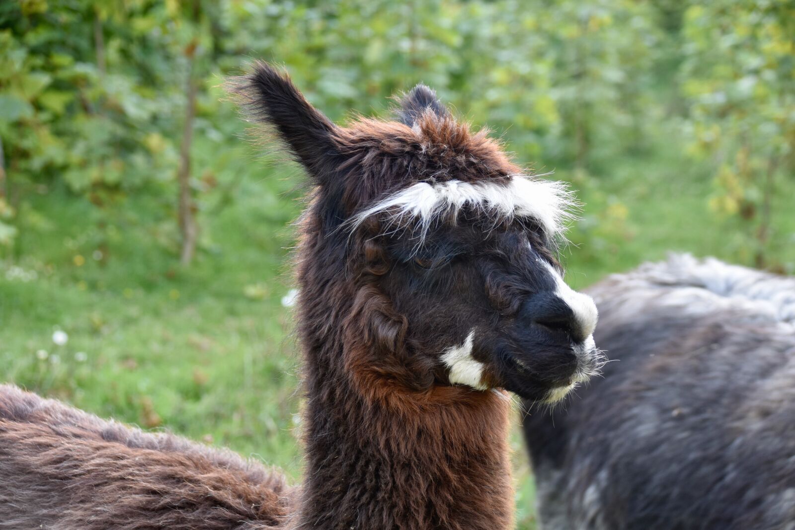 Nikon D5600 sample photo. Alpaca, portrait alpaca, wool photography