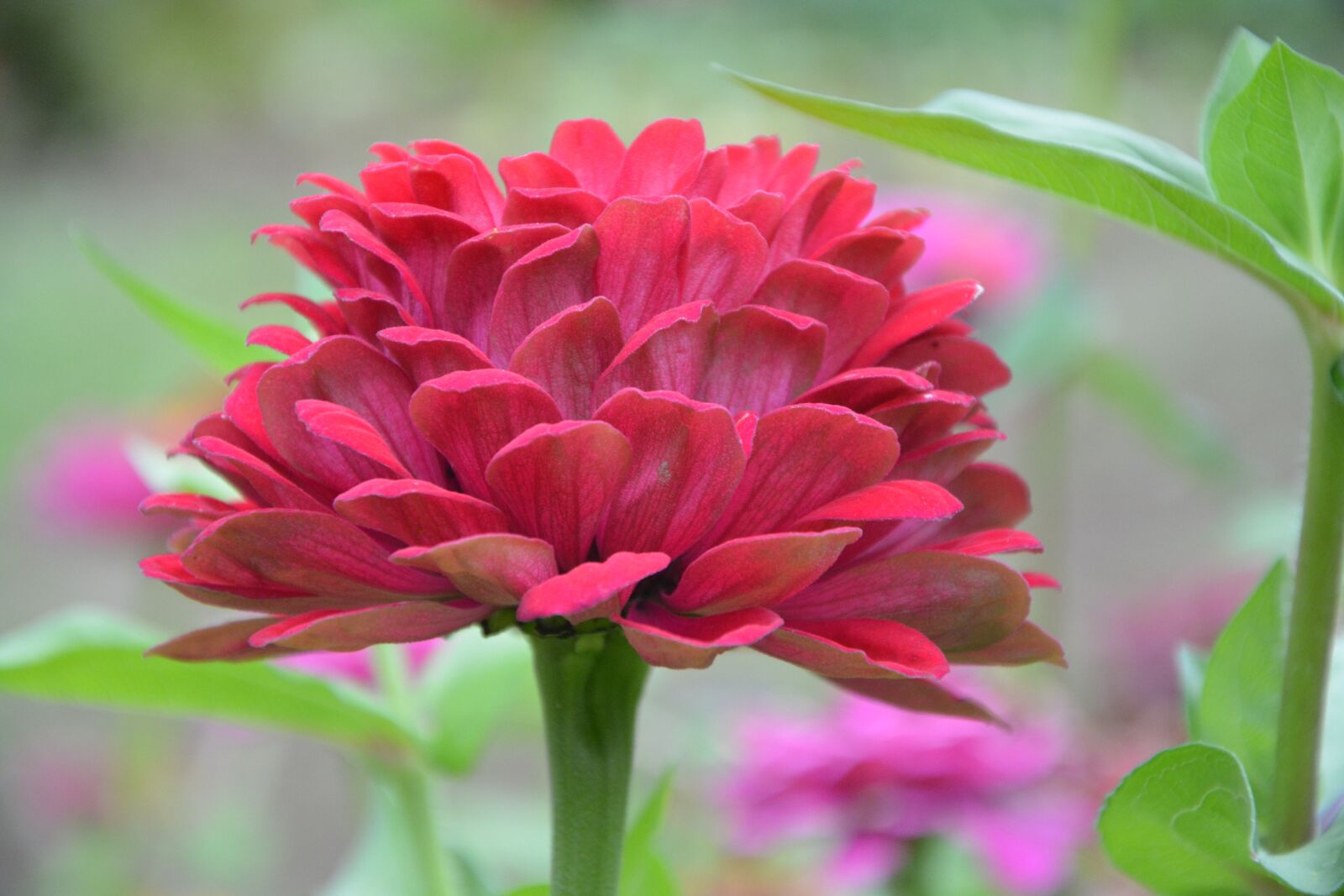Nikon D5200 sample photo. Red flower, flowers, red photography