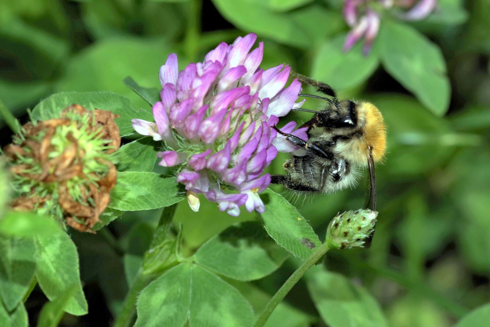 Pentax K-S2 sample photo. Bumblebee, insect, pollinate photography