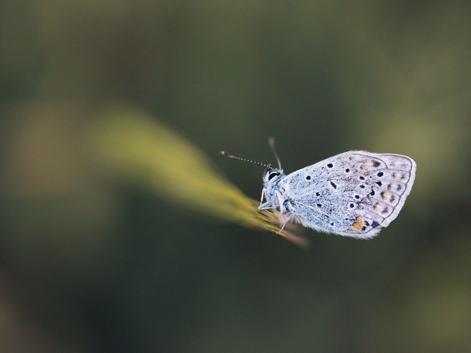 Canon EOS 5D Mark III sample photo. Butterfly, insect, nature photography