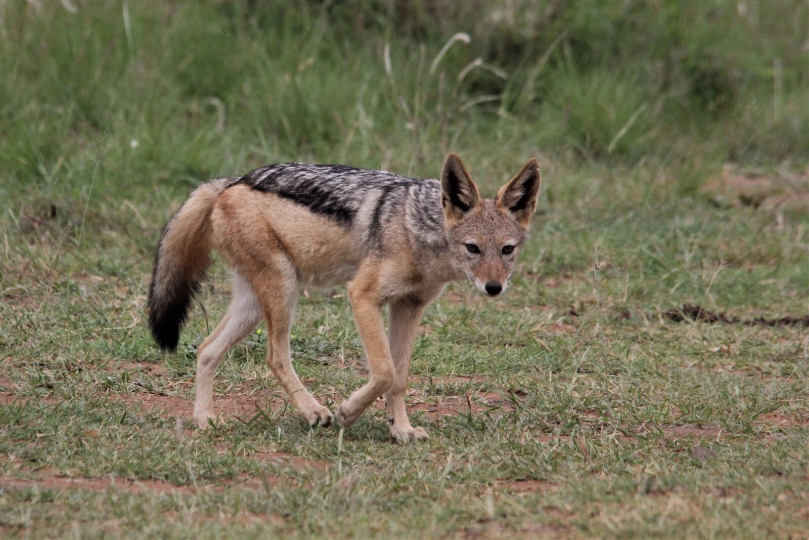 Canon EOS 60D sample photo. Silver, backed, jackal photography