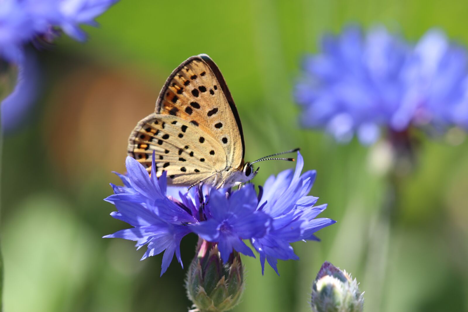 Canon EF 100mm F2.8L Macro IS USM sample photo. Butterfly, nature, flower photography