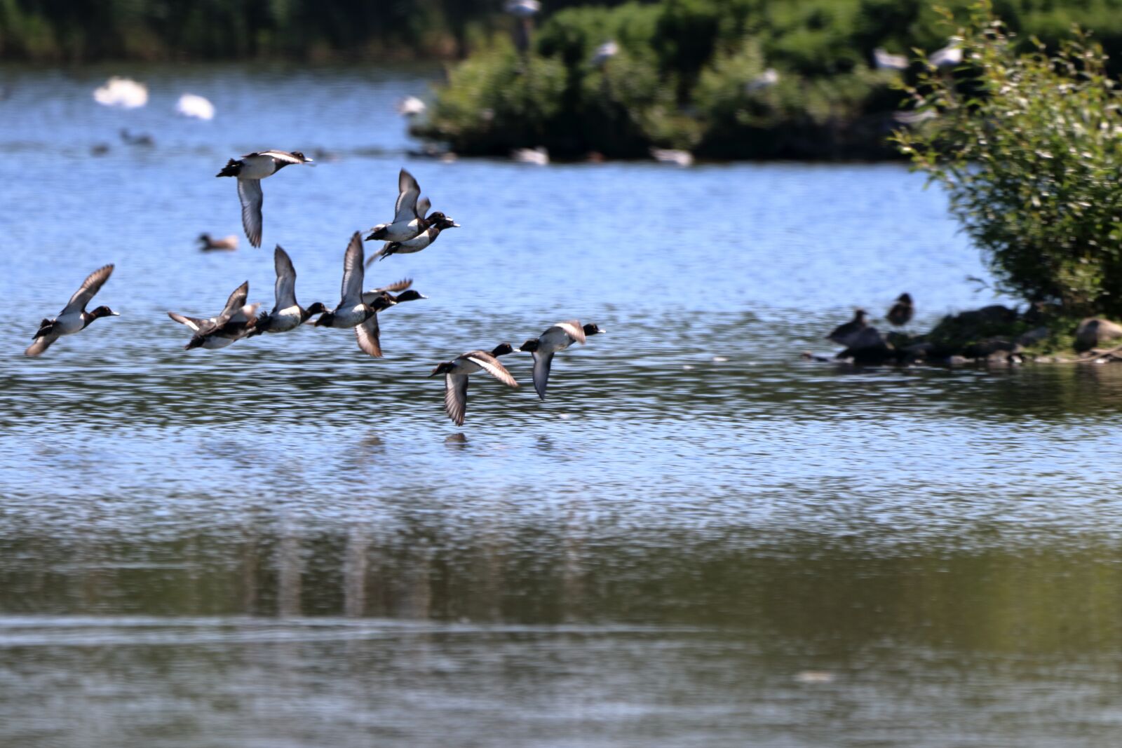 150-600mm F5-6.3 DG OS HSM | Contemporary 015 sample photo. Bird, nature, animal photography