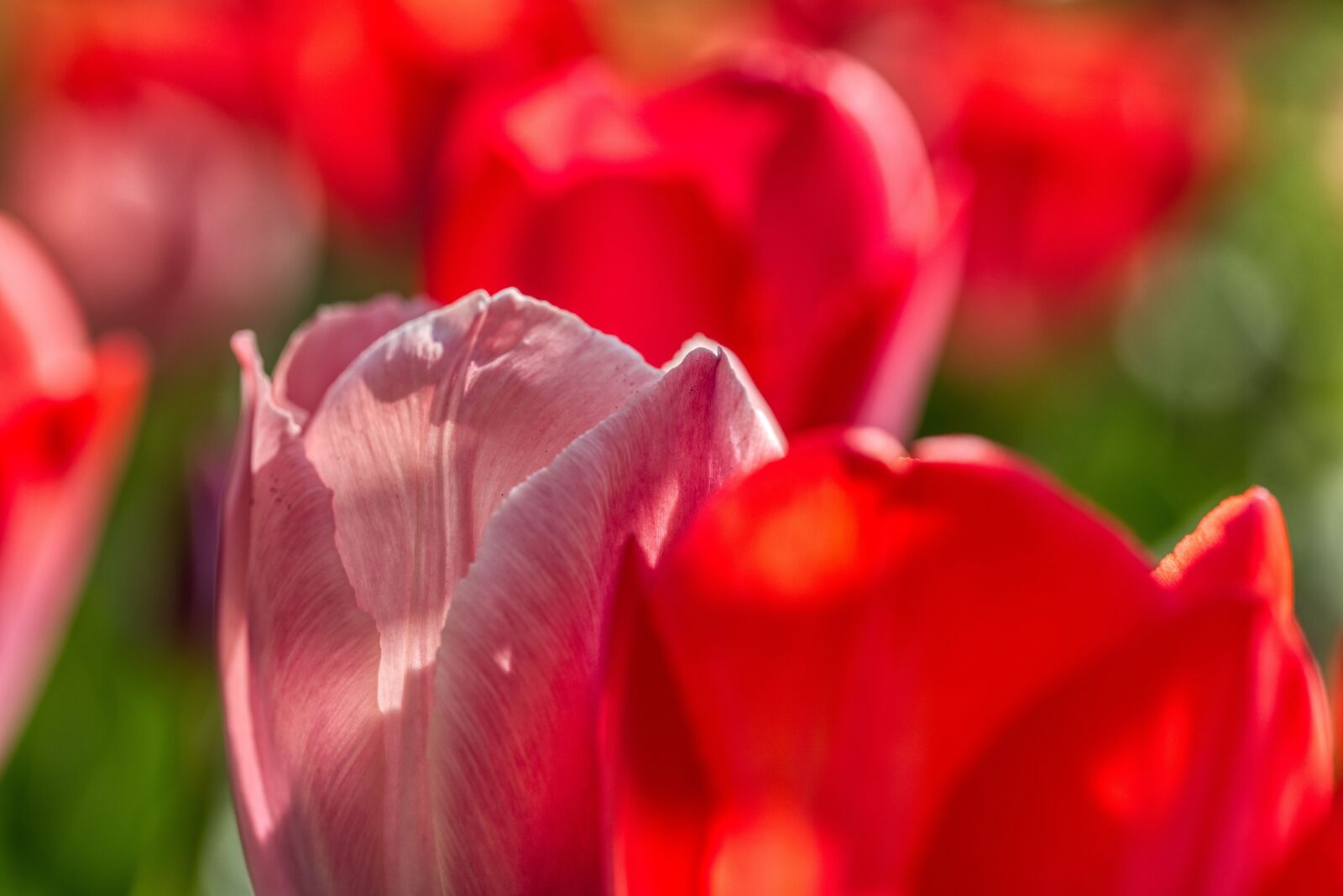 Nikon D750 sample photo. Tulip, flower, blossom photography