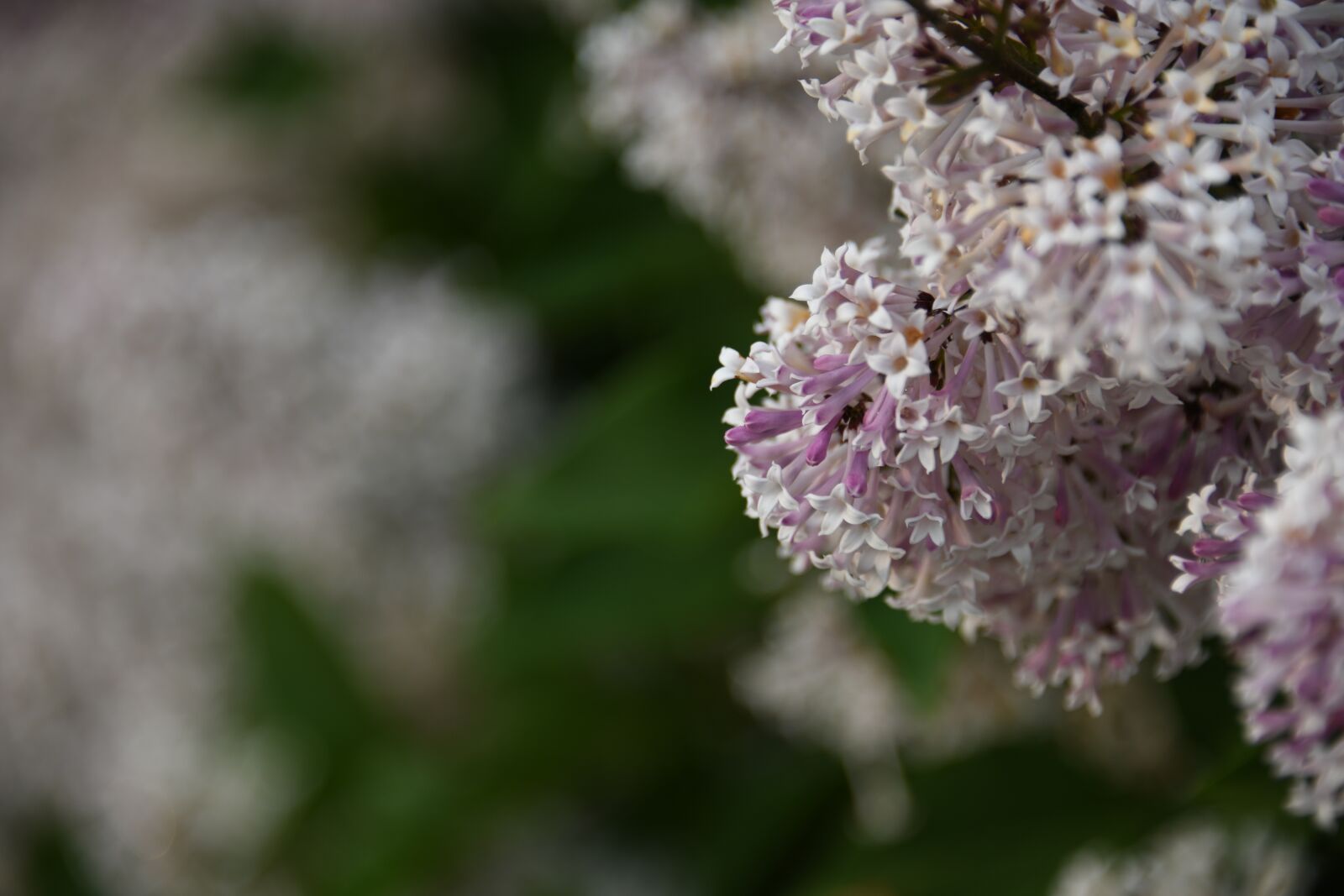 Nikon D850 sample photo. Lilac, flower, bloom photography