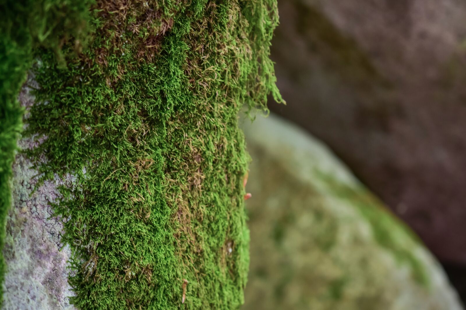 Nikon D3400 sample photo. Tree, moss, forest photography