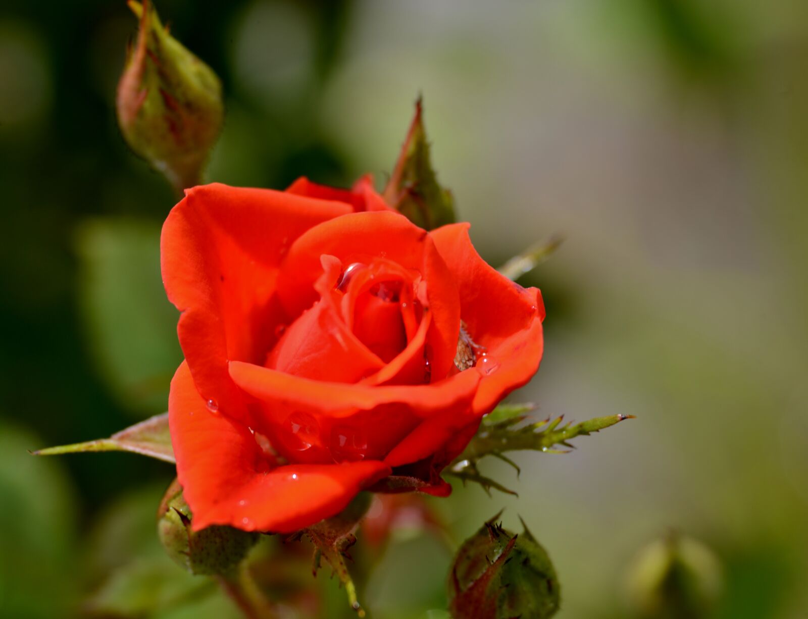 Nikon D600 sample photo. Rose, flower, bloom photography