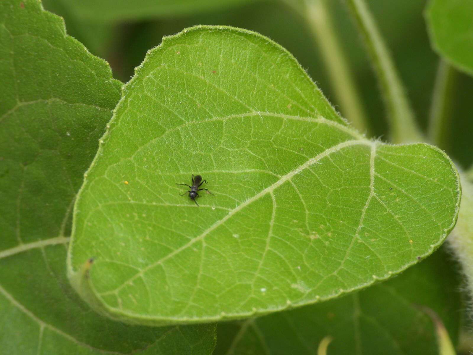 Nikon Coolpix P1000 sample photo. Leaf, ant, insect photography