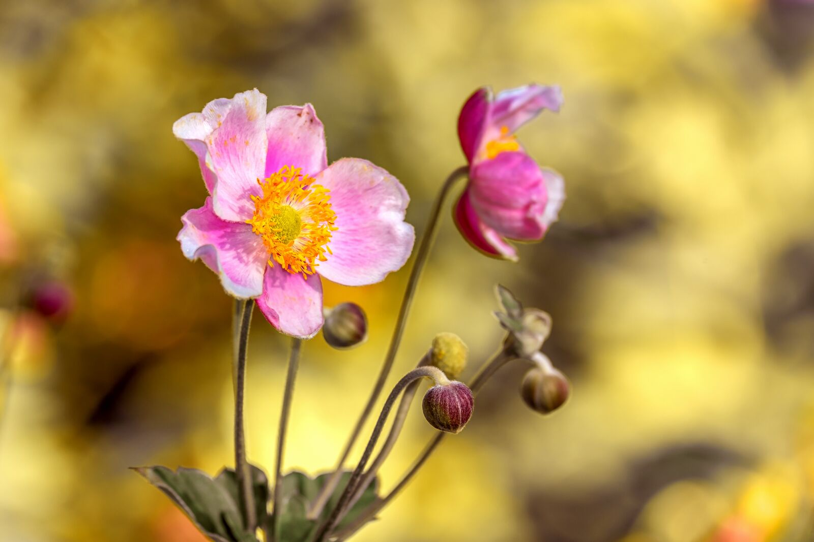 Fujifilm XF 55-200mm F3.5-4.8 R LM OIS sample photo. Anemone, flower, blossom photography
