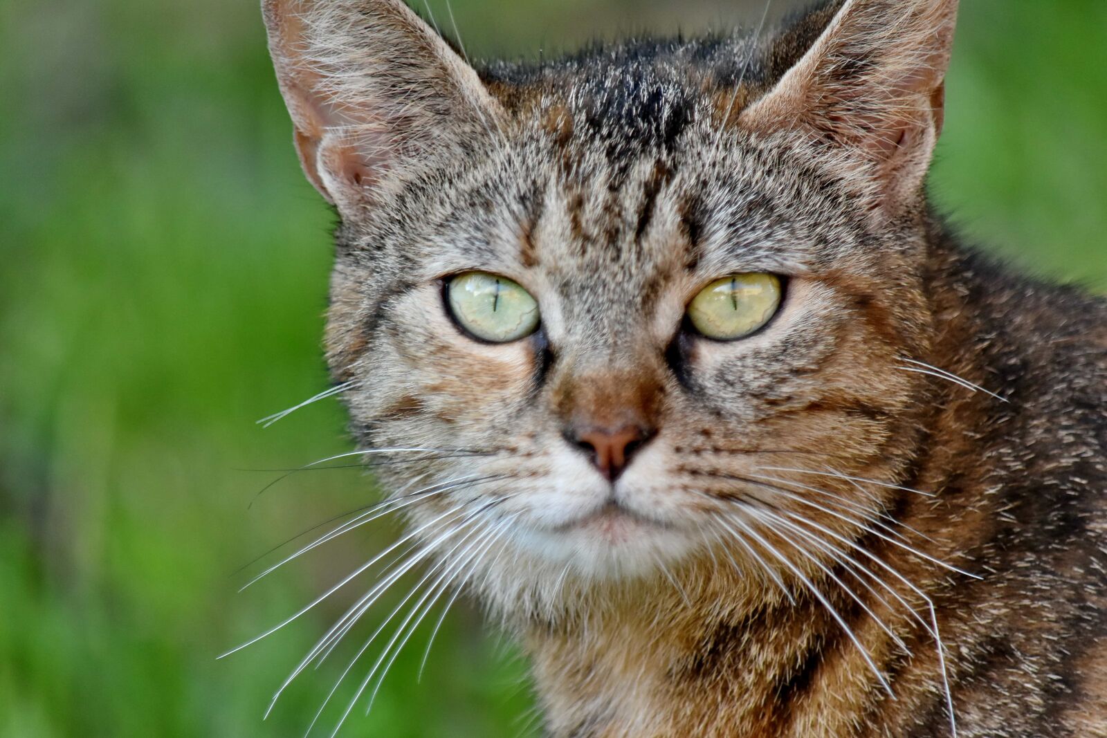 Nikon D5500 sample photo. Curious, domestic cat, fur photography