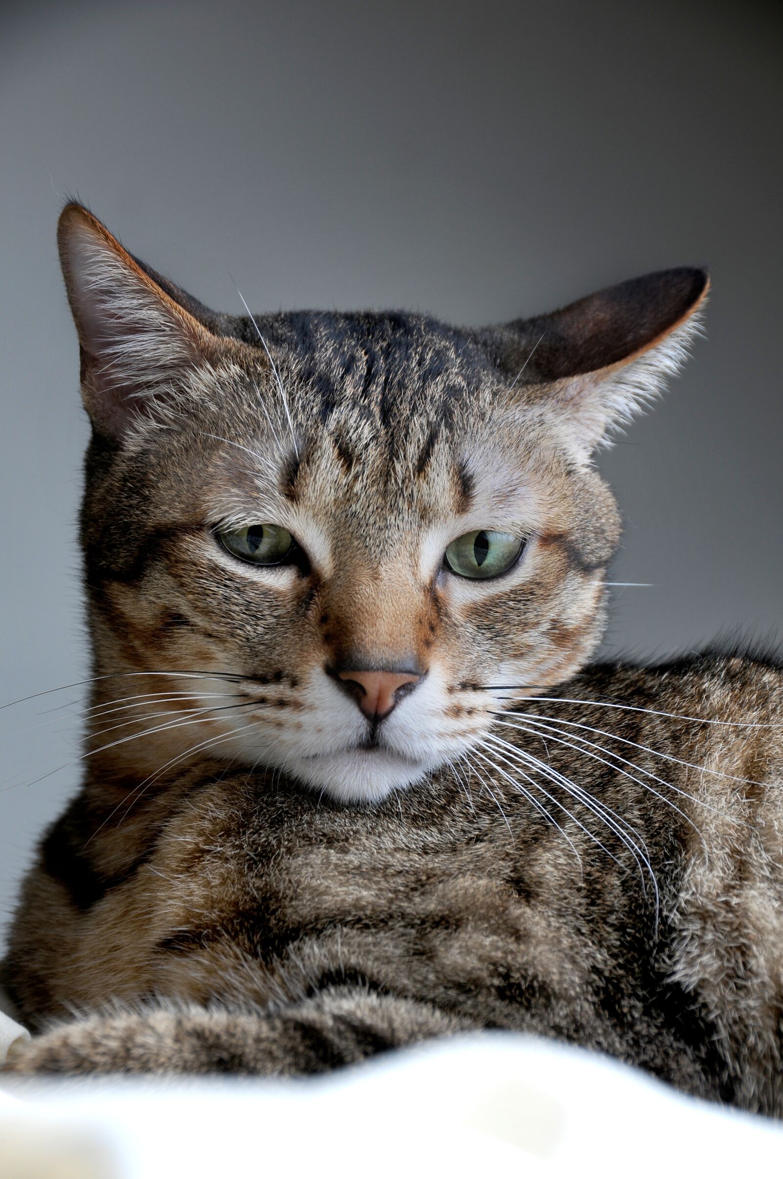 Nikon D300S sample photo. Cat, pet, positive photography