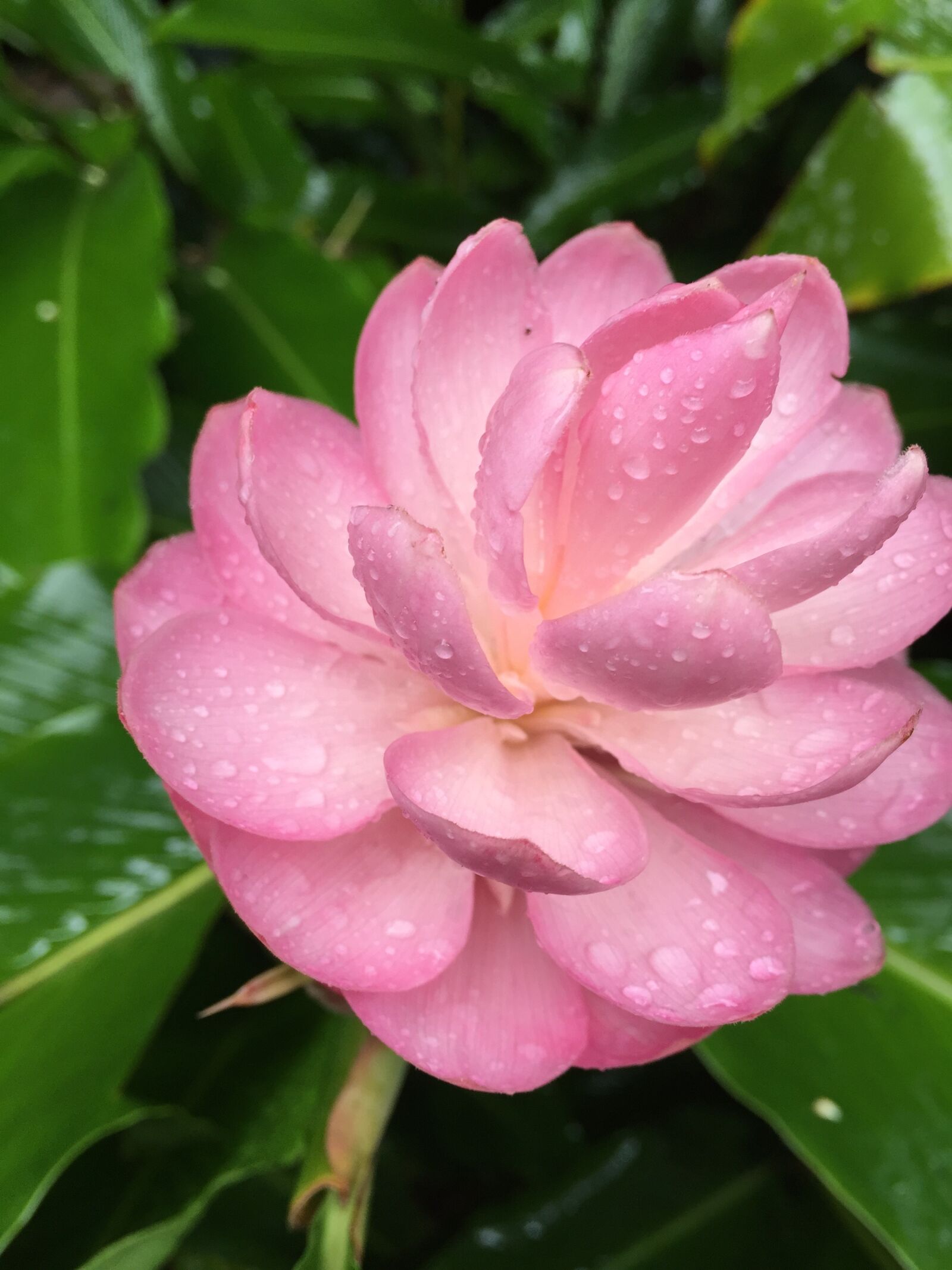 iPhone 6 Plus back camera 4.15mm f/2.2 sample photo. Flower, hawaii, pink photography