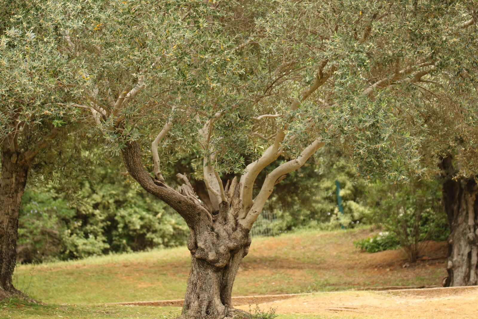 Canon EOS 7D Mark II sample photo. Tree, olive tree, park photography