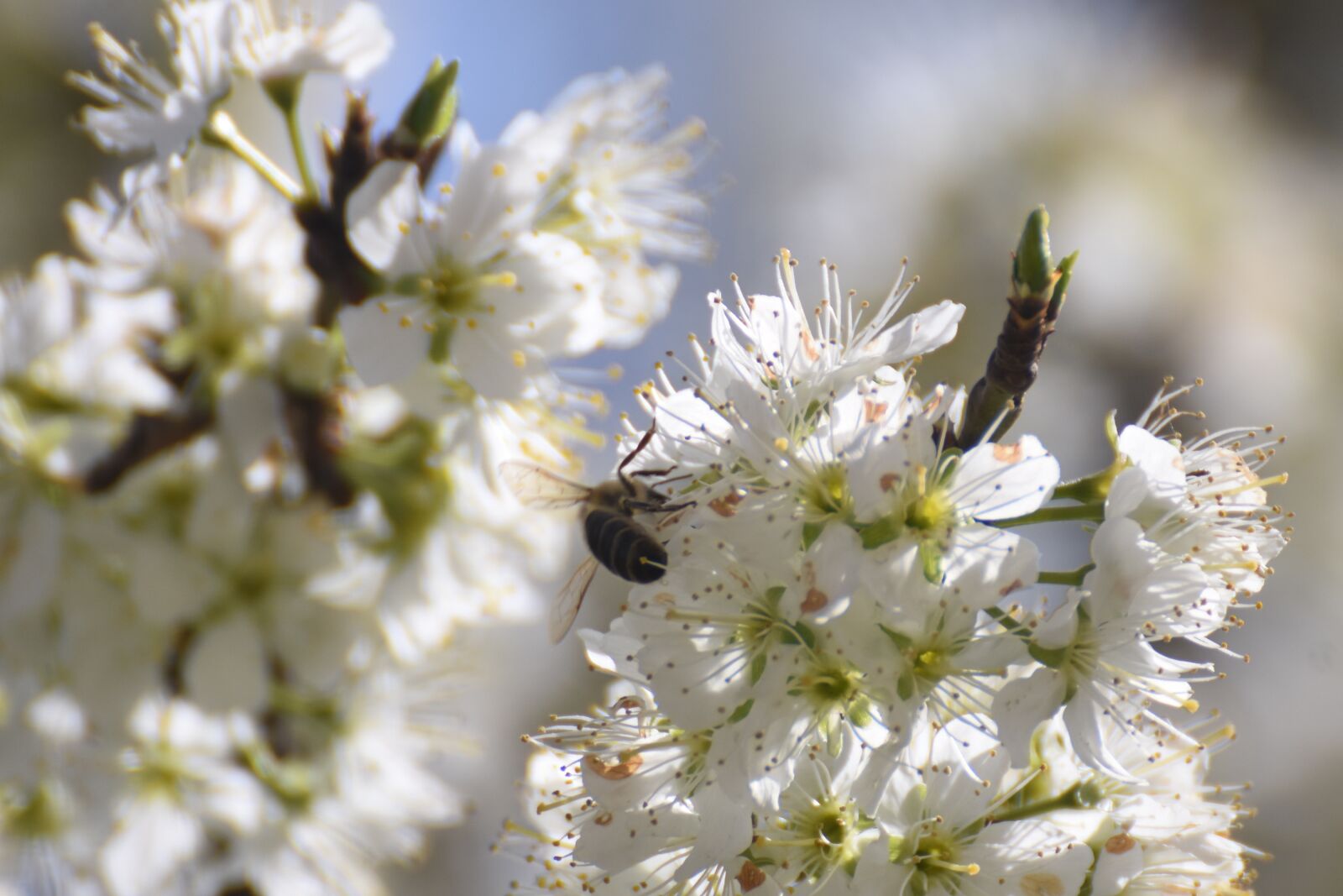 Nikon D7200 sample photo. Flowers, flowering, spring photography