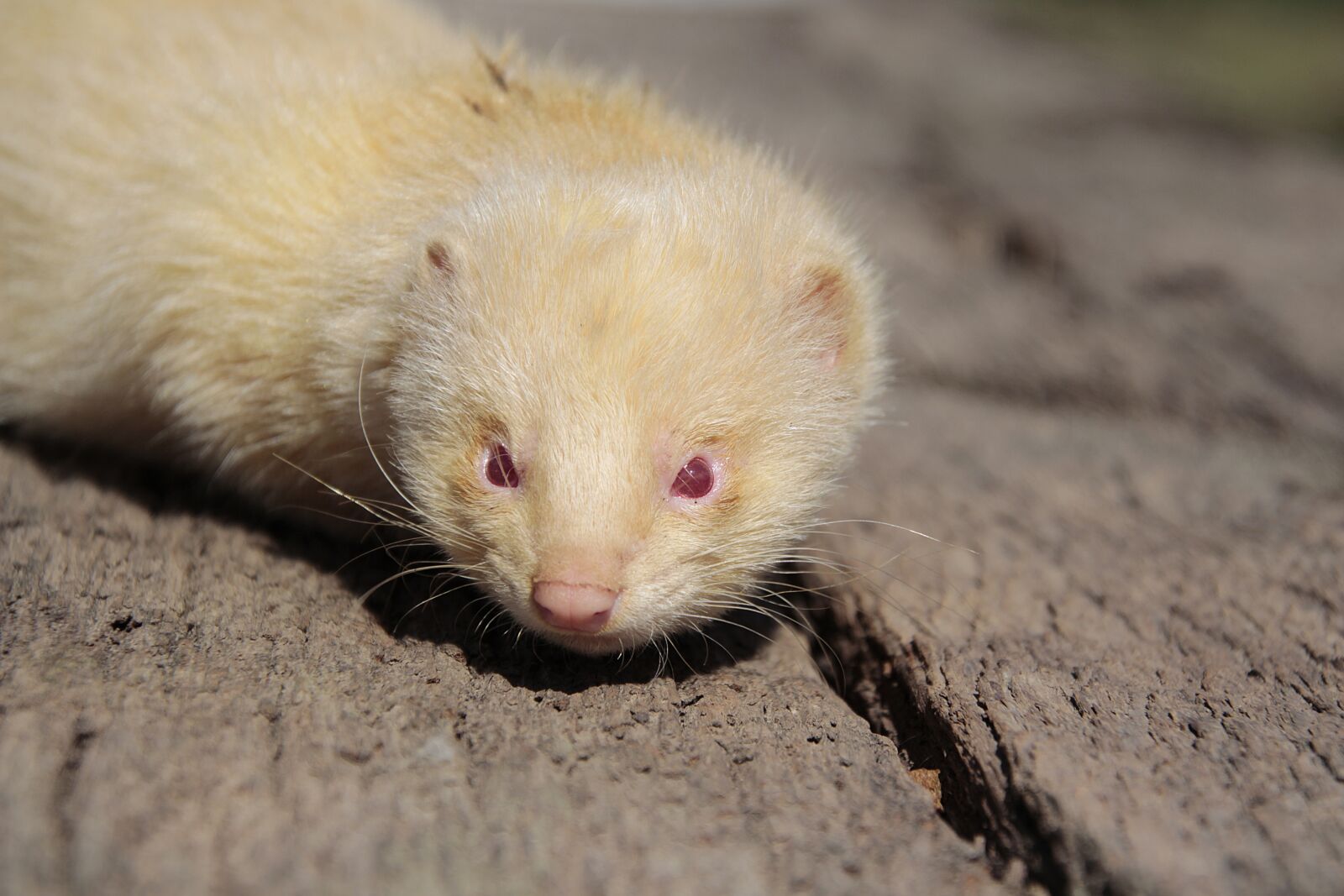 Canon EOS 700D (EOS Rebel T5i / EOS Kiss X7i) sample photo. Ferret, albino, animal photography